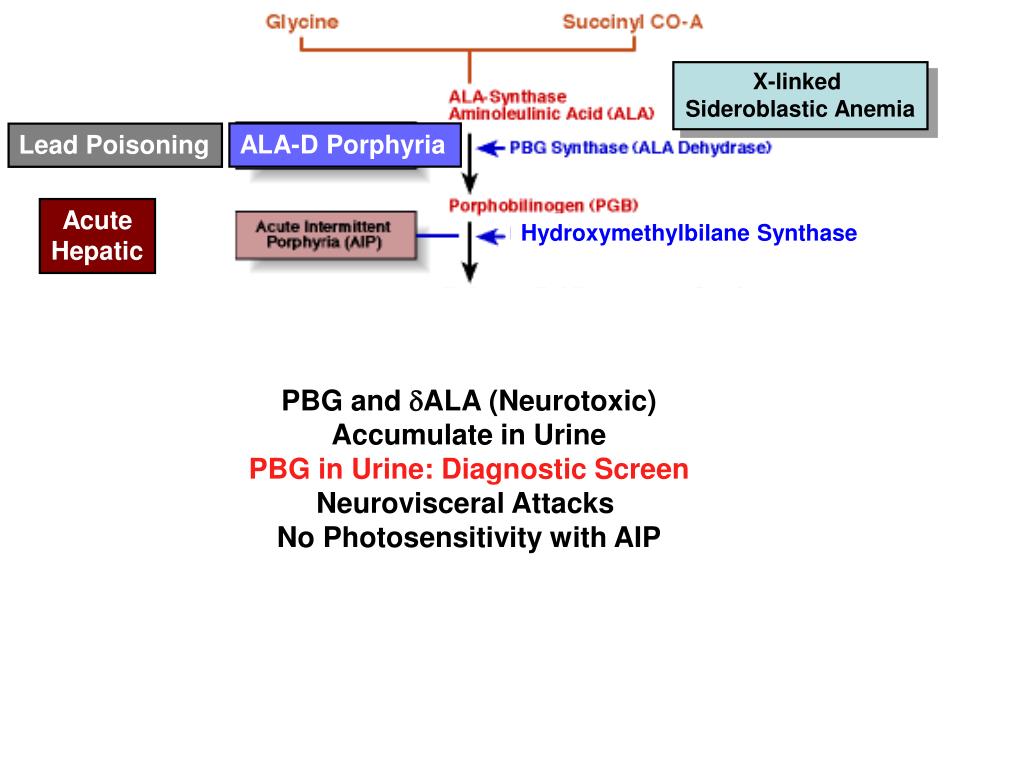 PPT Porphyrins II PowerPoint Presentation ID3358379