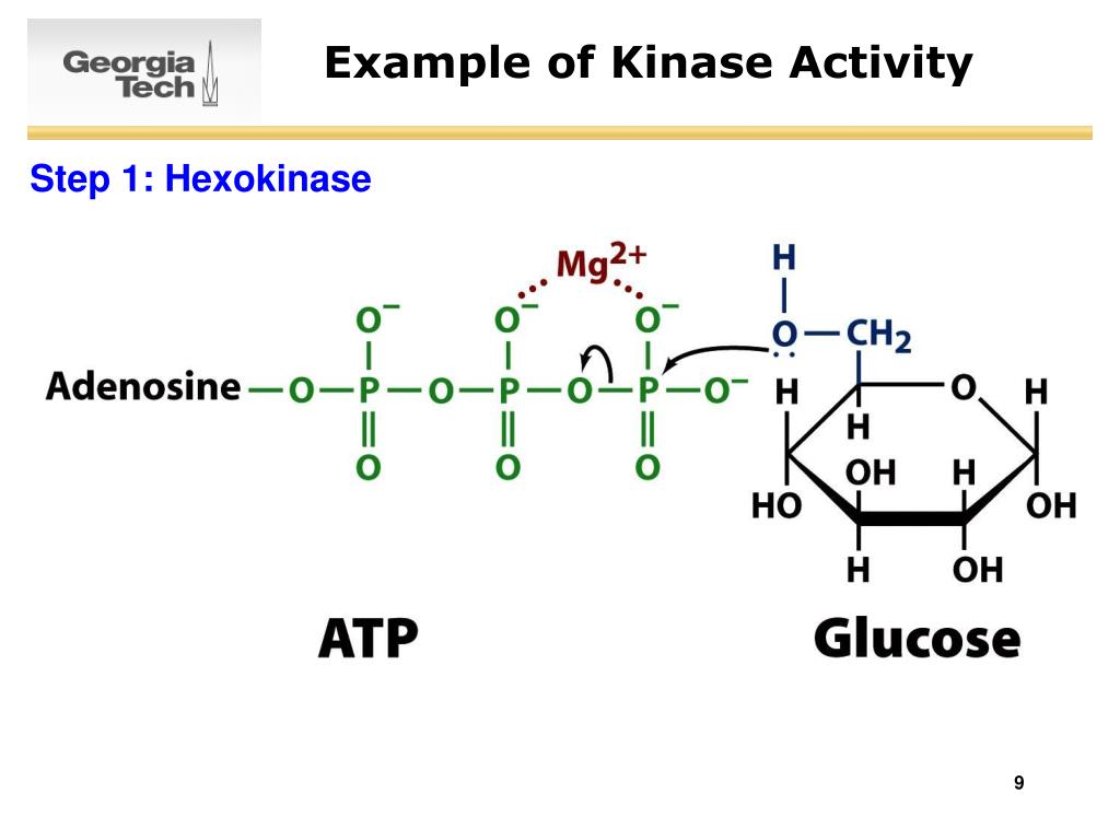 PPT SURVEY OF BIOCHEMISTRY Glycolysis PowerPoint Presentation, free