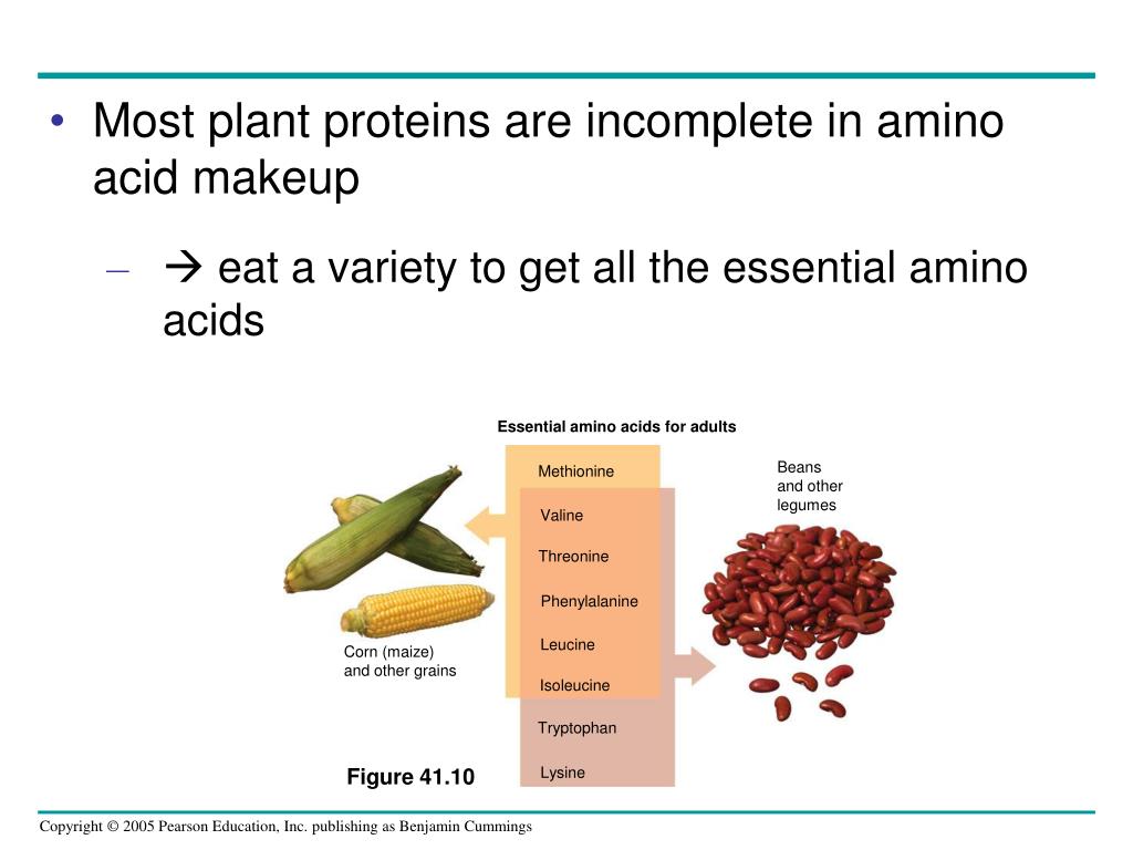 PPT Chapter 41 Animal Nutrition PowerPoint Presentation, free