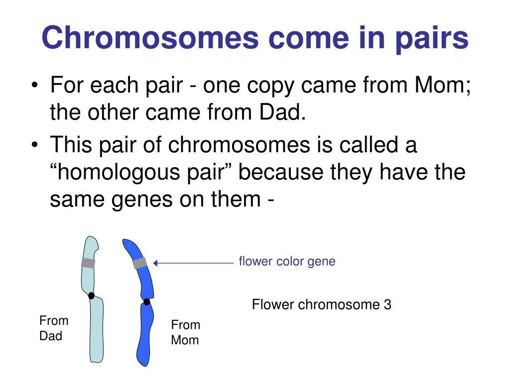 PPT What makes us who we are? What determines what we look like, etc? PowerPoint Presentation