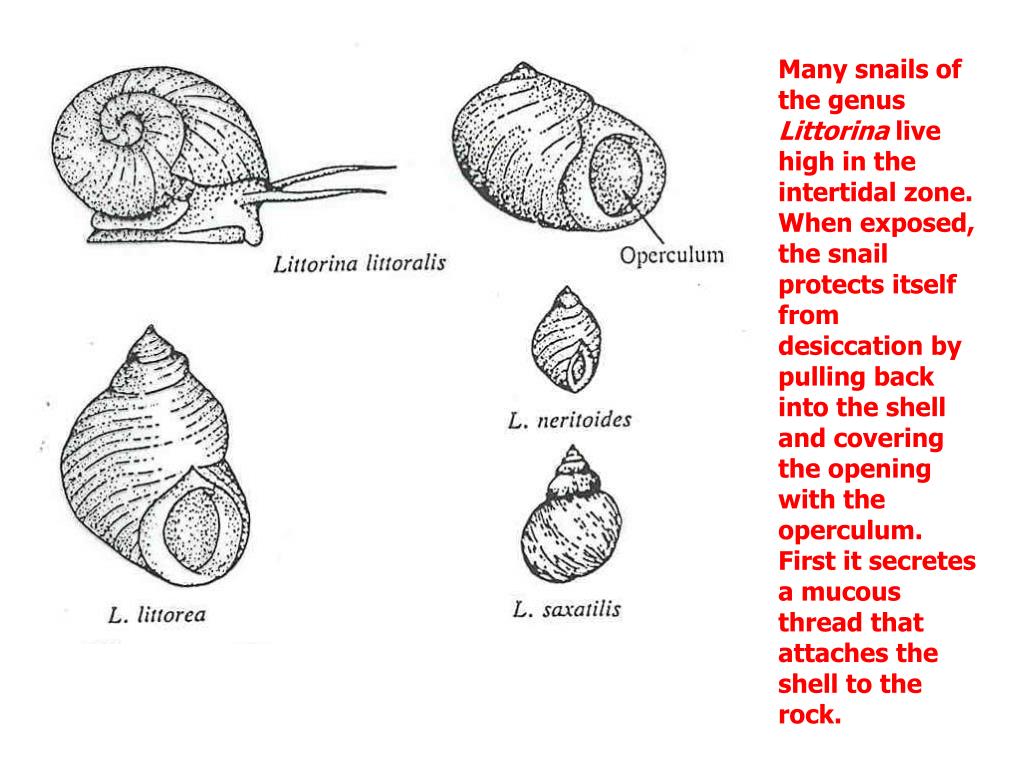 PPT Intertidal Ecology PowerPoint Presentation, free download ID