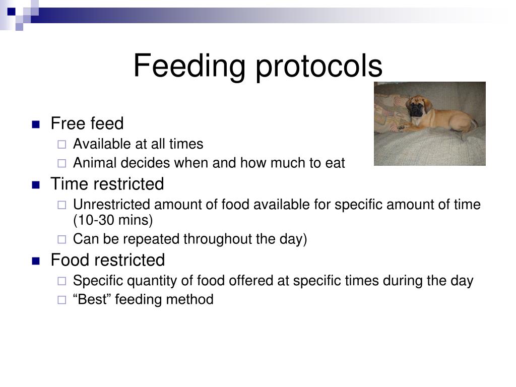 PPT Small Animal Nutrition PowerPoint Presentation, free download