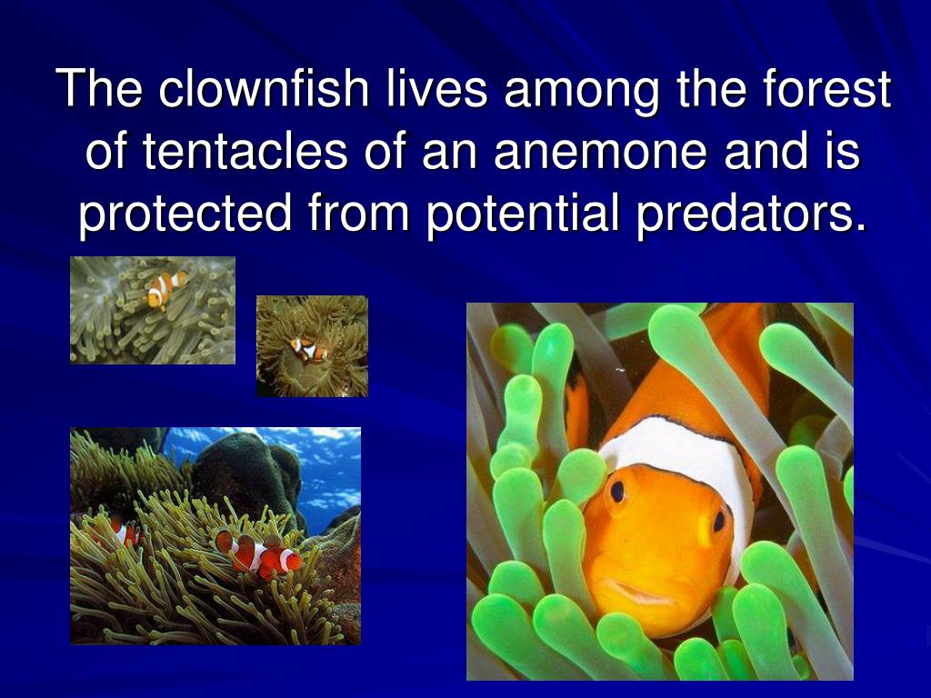PPT Competition, Predation, Symbiosis, Mutualism, Commensalism, or