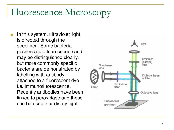 PPT The use of microscope PowerPoint Presentation ID3367488