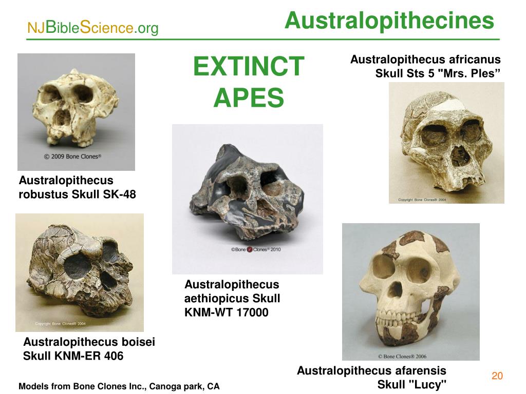 PPT “Early Man” PowerPoint Presentation, free download ID3368327
