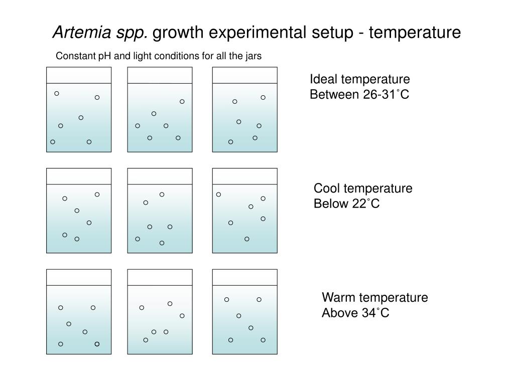 PPT Artemia spp. growth experimental setup pH PowerPoint