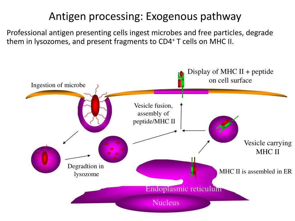PPT SELT, Sel B dan MHC PowerPoint Presentation, free download ID