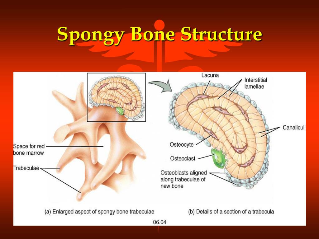 PPT The SKELETAL System PowerPoint Presentation, free download ID