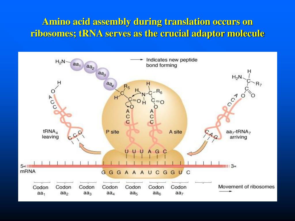 PPT DNA is made up of subunit building blocks called