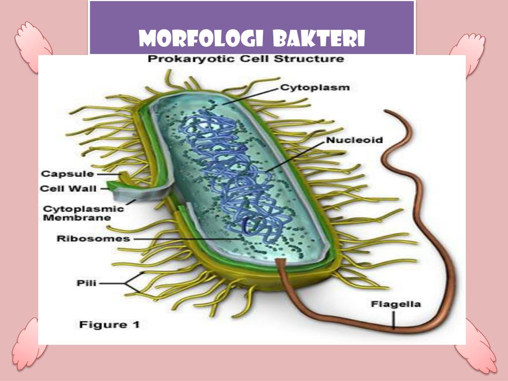 Bentuk Bakteri Diplococcus Pneumonia Eva