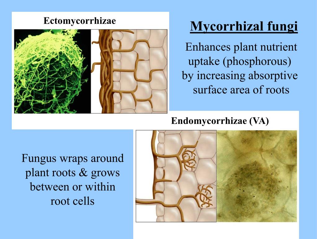 PPT Fungi are absorptive heterotrophs Most are multicellular