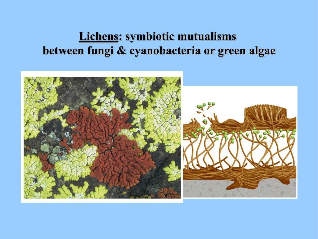 PPT Fungi are absorptive heterotrophs Most are multicellular PowerPoint Presentation ID3387568