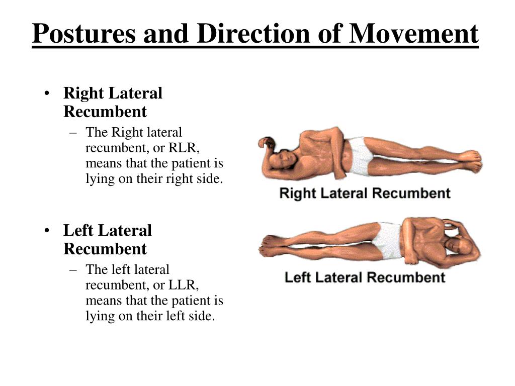 PPT HUMAN ANATOMY 101 PowerPoint Presentation, free download ID3388200