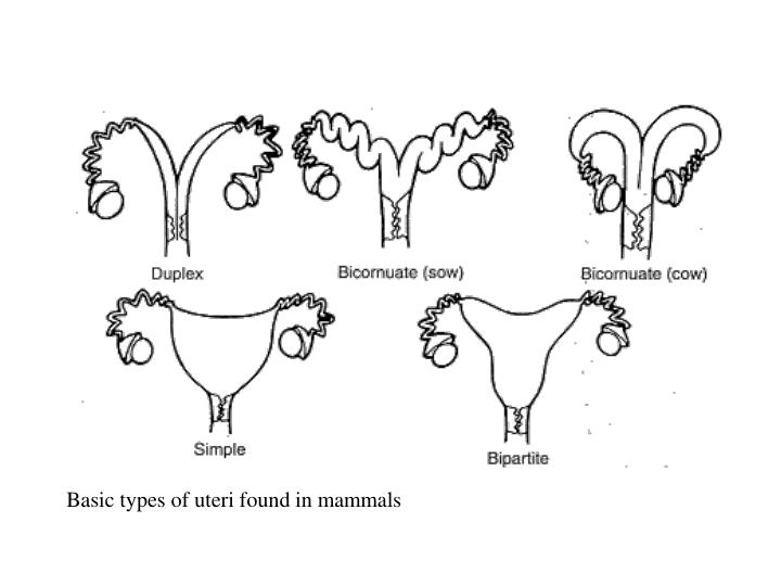 PPT Female Reproductive Tract PowerPoint Presentation ID3389337