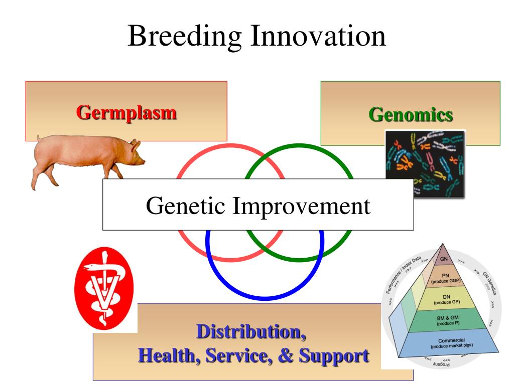 PPT From marker assisted selection to whole genomic selection in pig