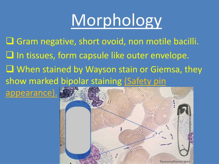 PPT Yersinia PowerPoint Presentation ID3397453