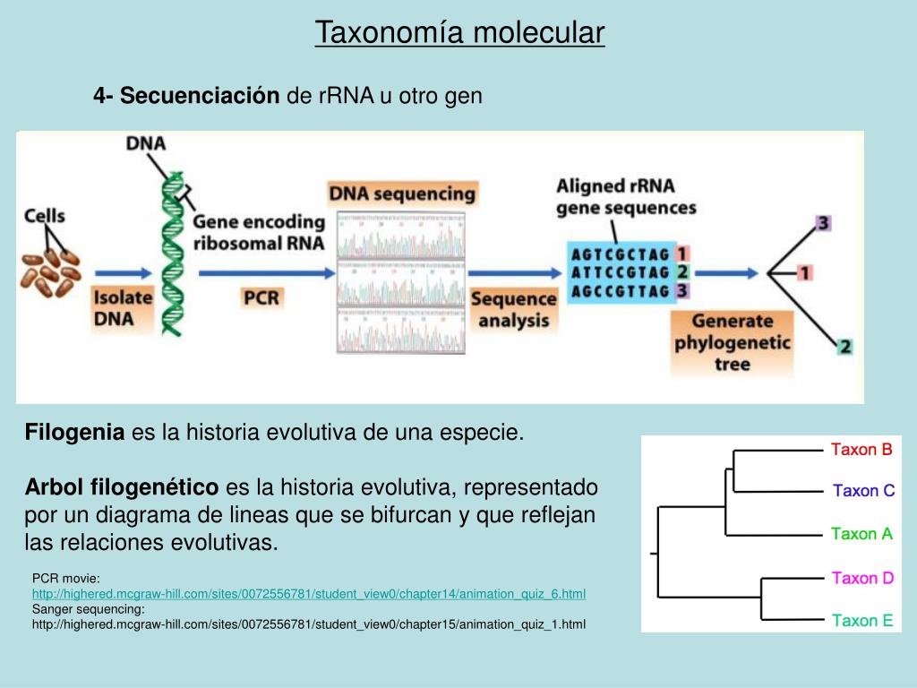 PPT TAXONOMIA MOLECULAR PowerPoint Presentation, free download ID