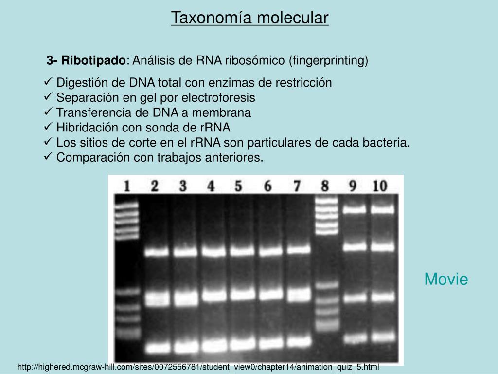 PPT TAXONOMIA MOLECULAR PowerPoint Presentation, free download ID