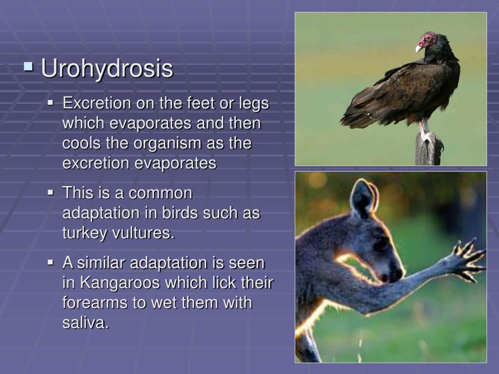 PPT Homeostasis in Animals PowerPoint Presentation, free download