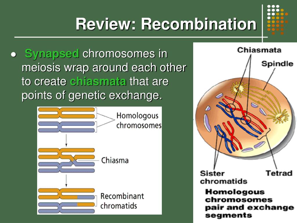 PPT Chromosome Mapping in Eukaryotes PowerPoint Presentation, free