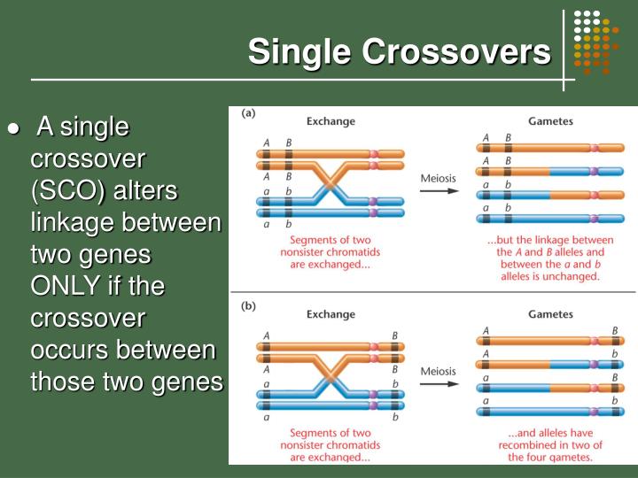 PPT Chromosome Mapping in Eukaryotes PowerPoint Presentation ID3404433