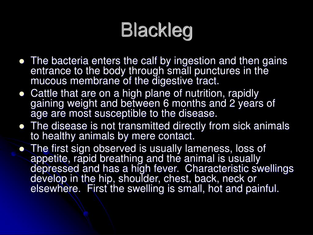 PPT Beef Cattle Diseases PowerPoint Presentation, free download ID