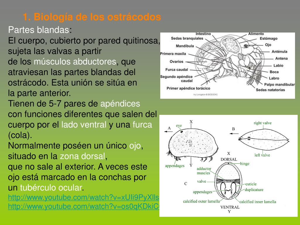 PPT 7. Ostrácodos PowerPoint Presentation, free download ID3406871