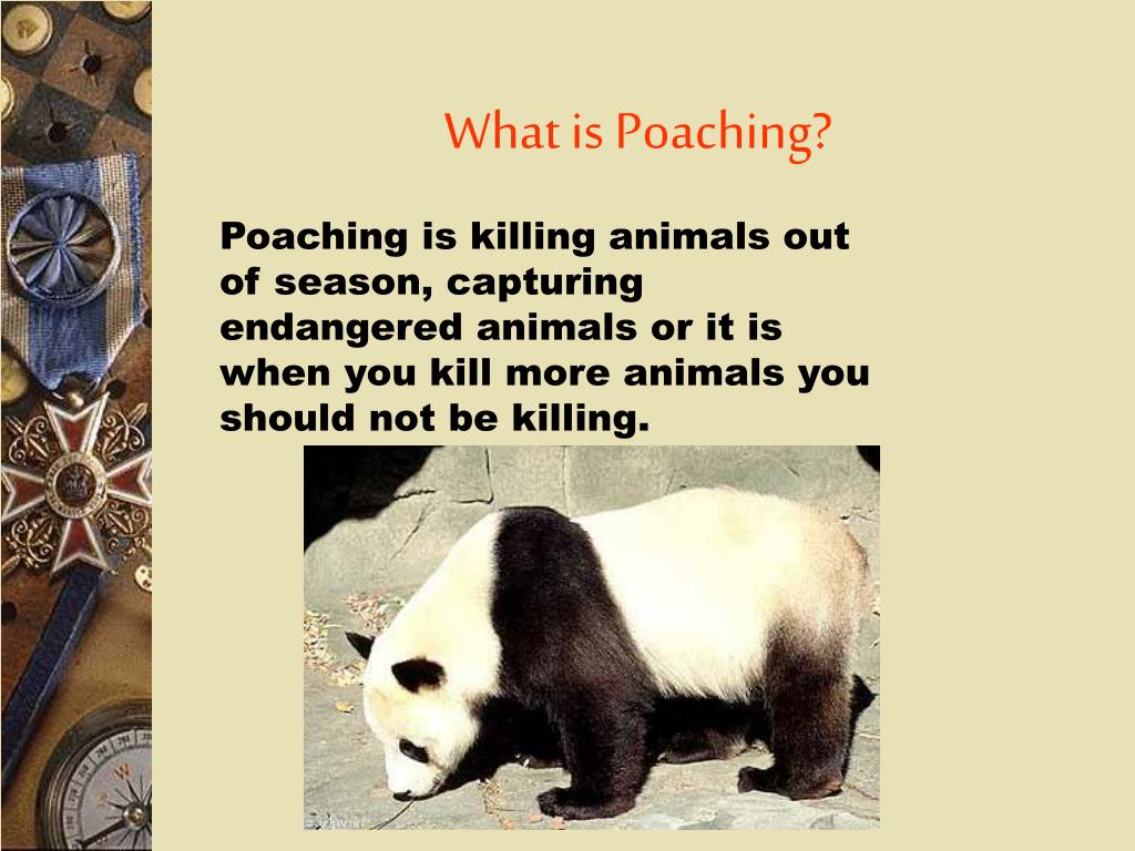 PPT Poaching PowerPoint Presentation, free download ID3408761