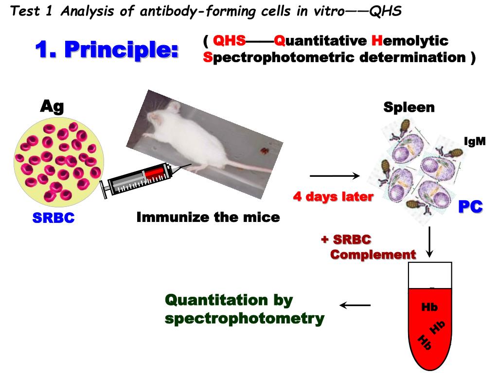 PPT Exp Ⅲ 1. Analysis of antibodyforming cells in vitro——QHS 2