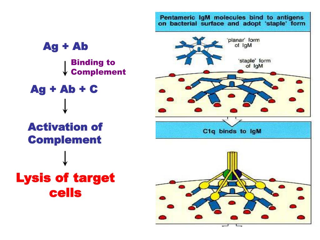 PPT Exp Ⅲ 1. Analysis of antibodyforming cells in vitro——QHS 2