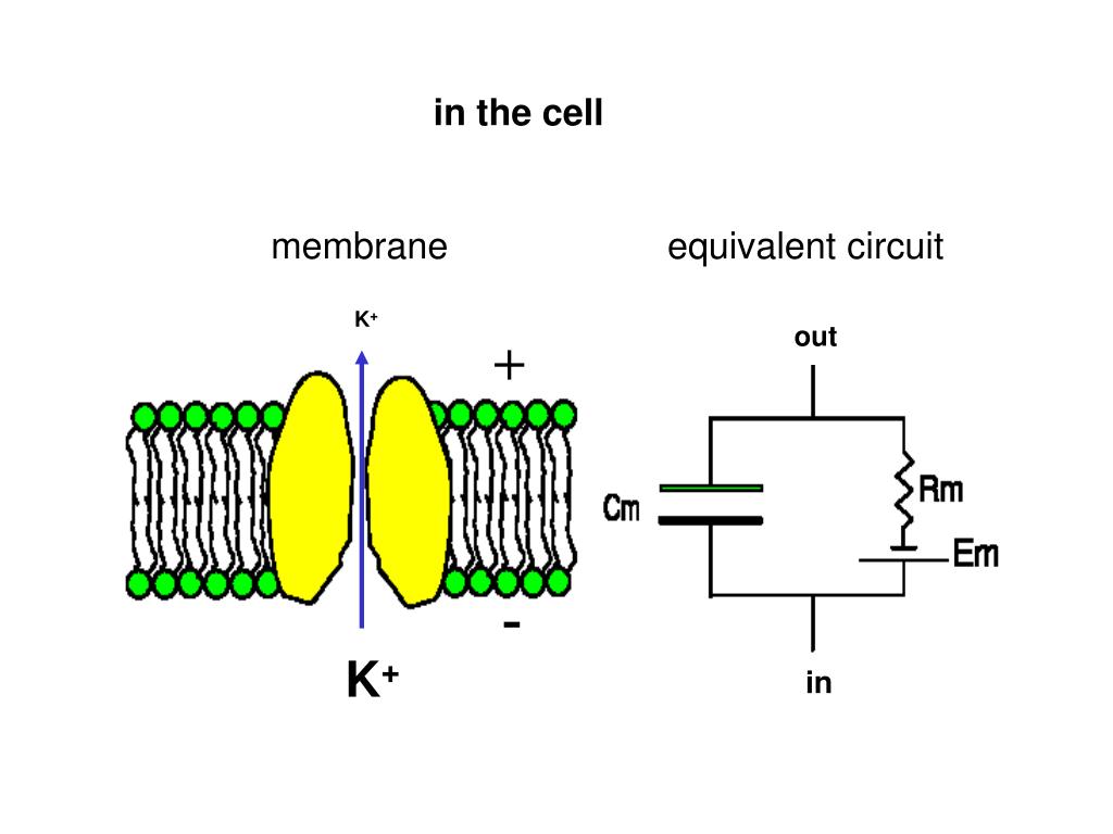 Membrane Surface Charge ScienceDirect