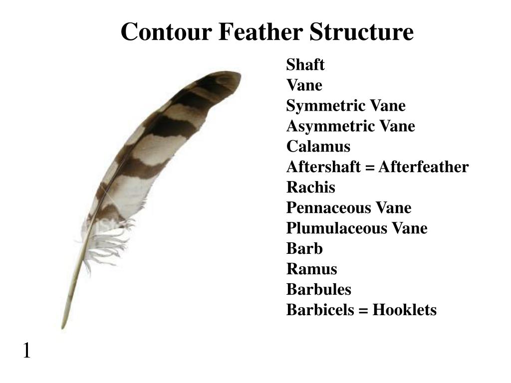 PPT Class Aves Feathers PowerPoint Presentation, free download ID
