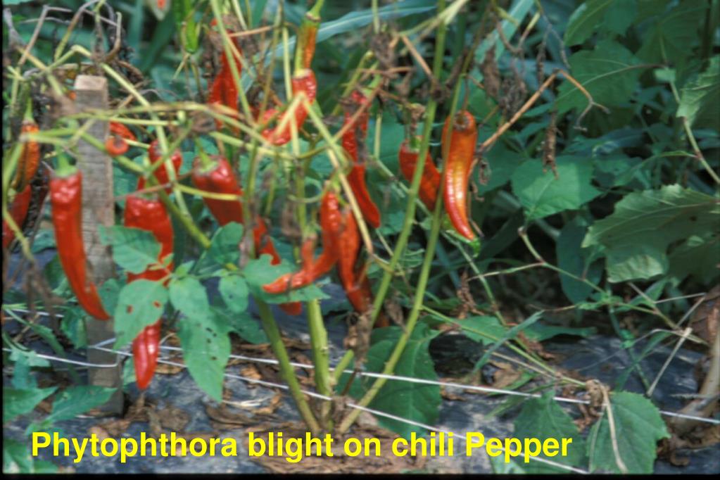 PPT Phytophthora Blight ( Phytophthora capsici ) of Peppers in
