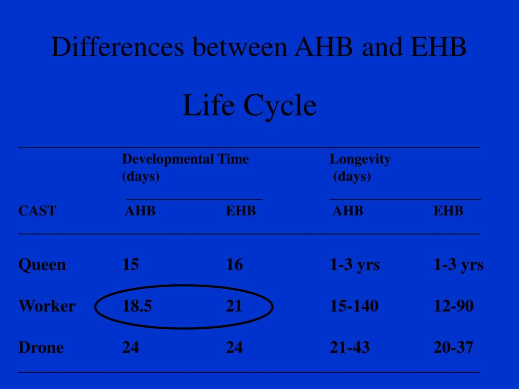 PPT Africanized Honey Bees PowerPoint Presentation, free download ID3429567