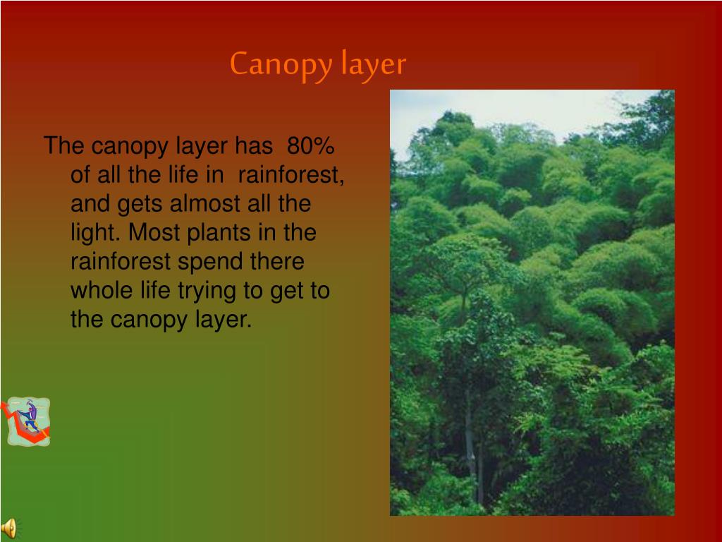 PPT Layers of the rainforest PowerPoint Presentation, free download