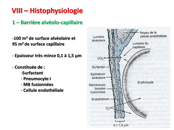PPT HISTOLOGIE DE L’APPAREIL RESPIRATOIRE PowerPoint Presentation