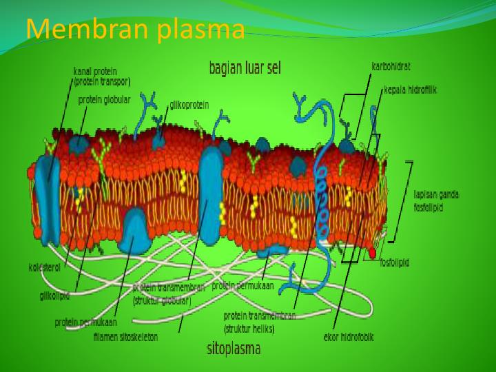 PPT Gambar Sel Tumbuhan Dan Sel Hewan Beserta Organelnya PowerPoint