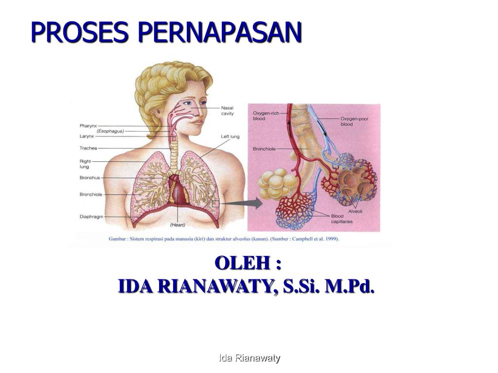 PPT PROSES PERNAPASAN PowerPoint Presentation, free download ID3440515
