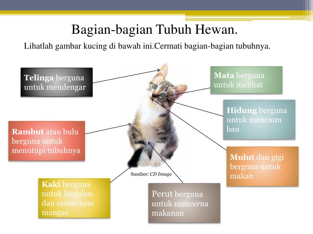 PPT Bagian Tubuh Hewan PowerPoint Presentation, free download ID