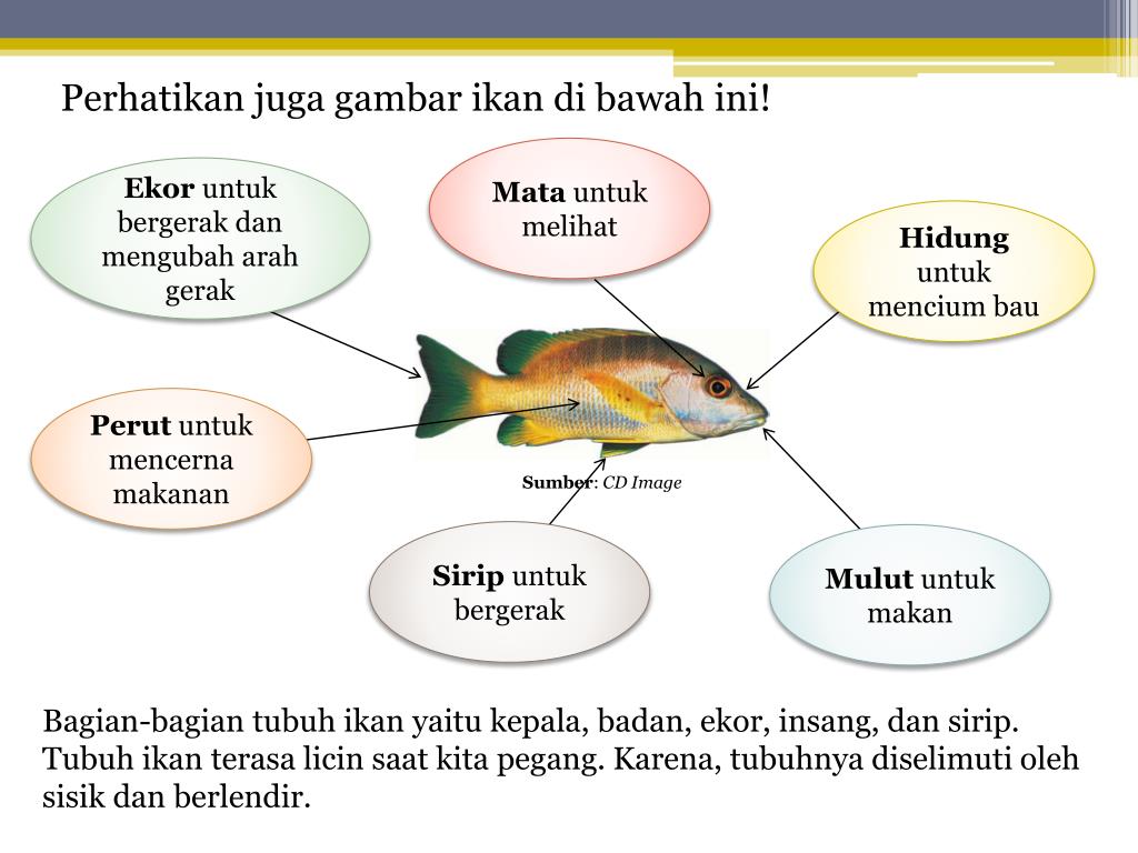 Gambar Organ Tubuh Ikan Dan Fungsinya bonus