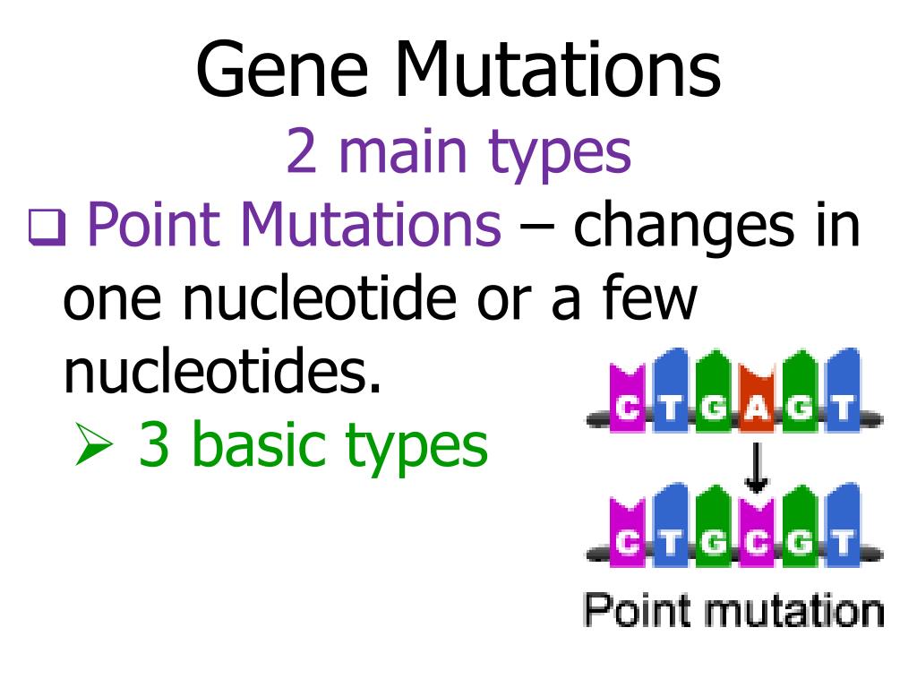 PPT Mutations PowerPoint Presentation, free download ID3454263