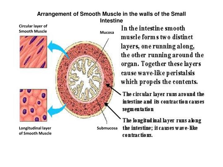 PPT Smooth muscle & Contraction of Smooth muscle PowerPoint