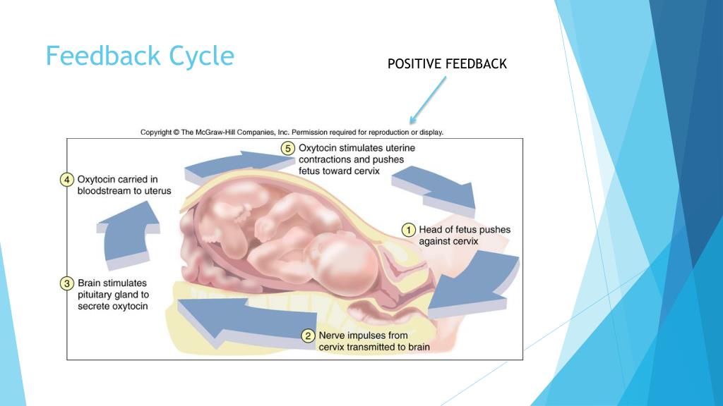 PPT Oxytocin in Mammals PowerPoint Presentation, free download ID