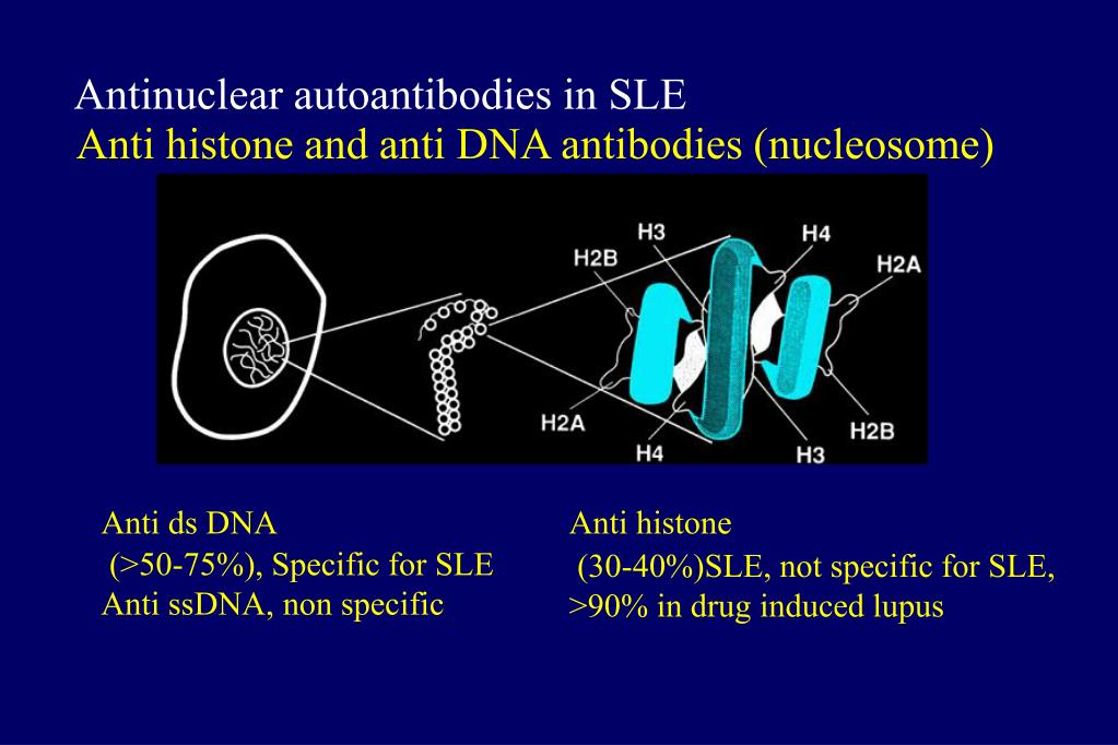 PPT Systemic Lupus Erythematosus (SLE) PowerPoint Presentation, free download ID3465274