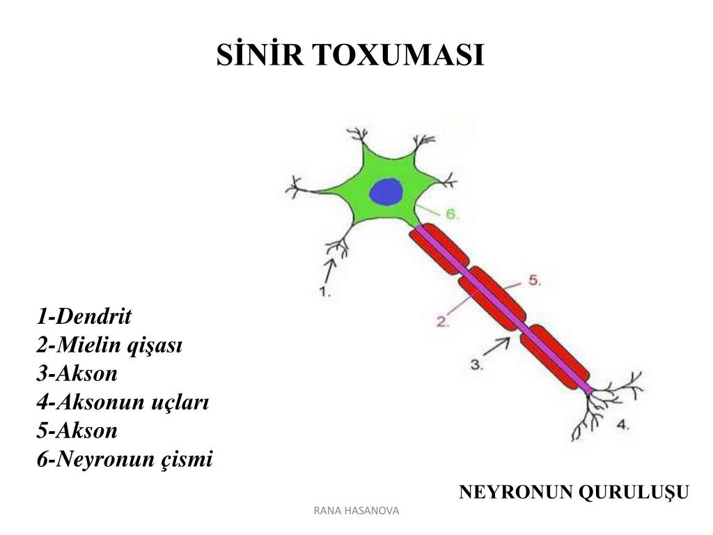 PPT ANATOM İ YA VƏ F İ Z İ OLOG İ YAN IN İNKİŞAFI PowerPoint