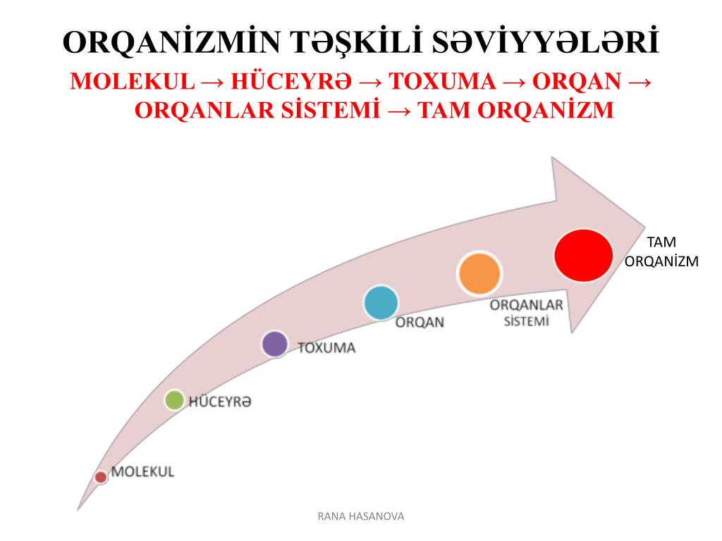 PPT ANATOM İ YA VƏ F İ Z İ OLOG İ YAN IN İNKİŞAFI PowerPoint