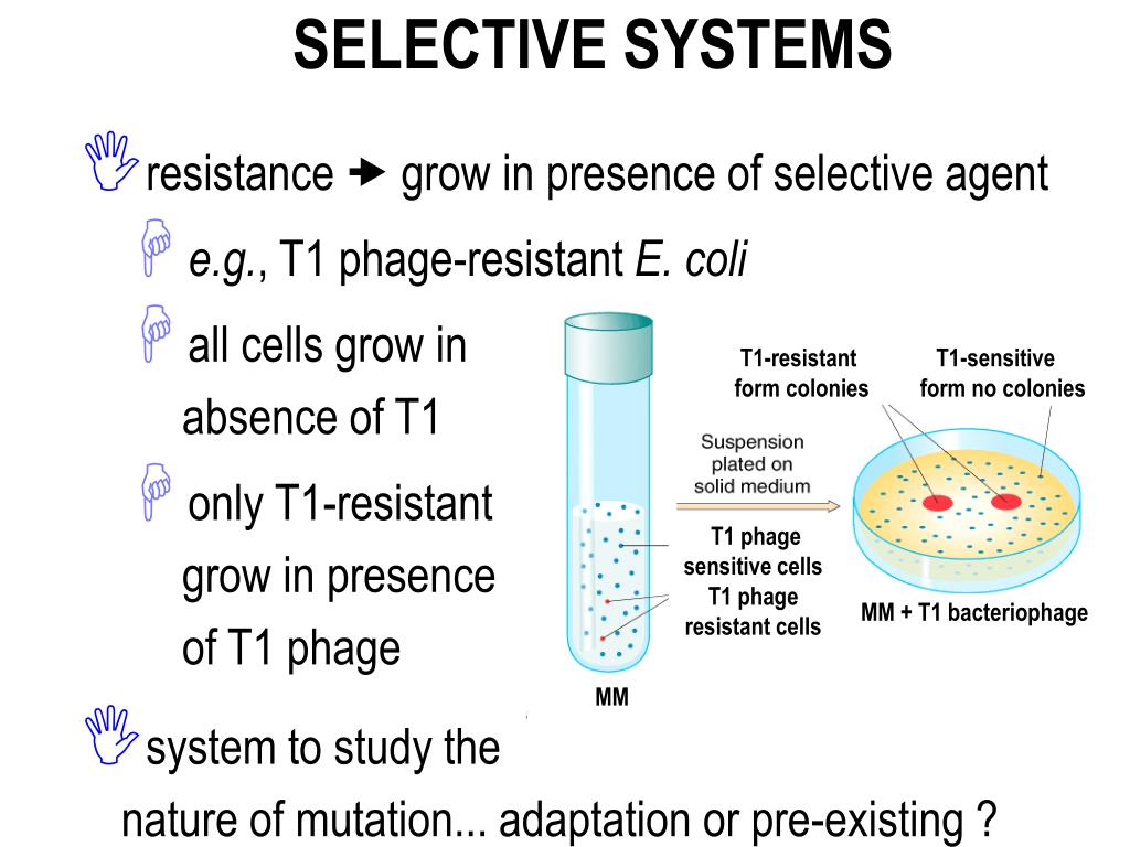 PPT Chapter 14 Gene Mutation, DNA Repair and