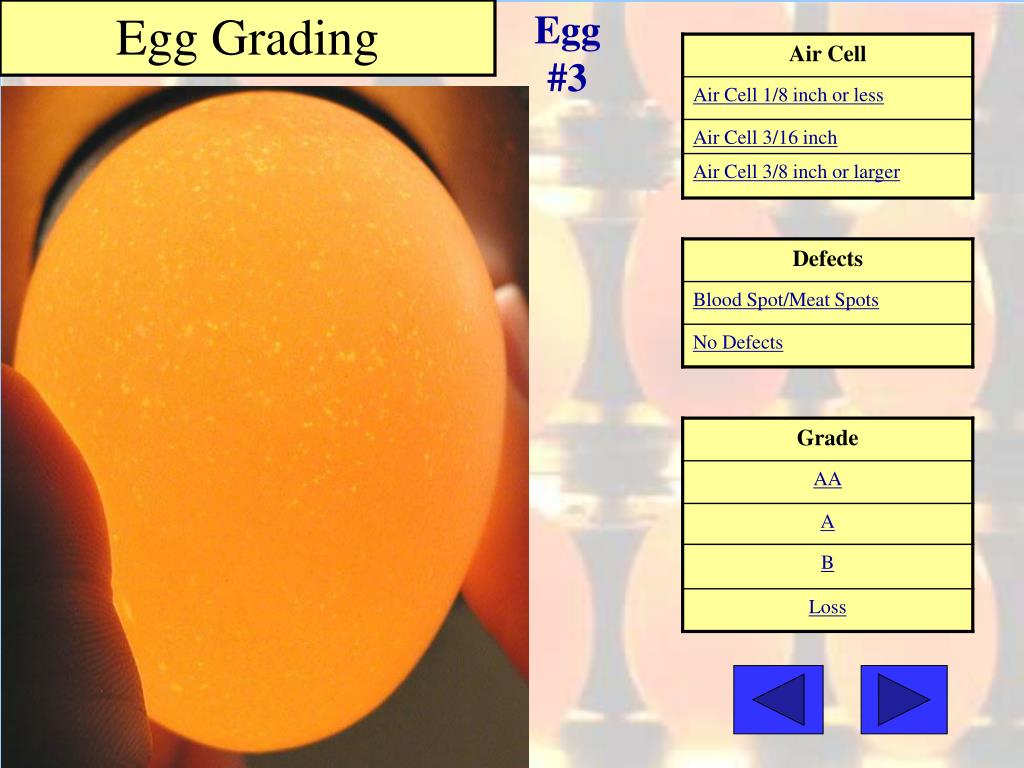 PPT Grading Eggs for Interior Quality Practice 8 Poultry CDE