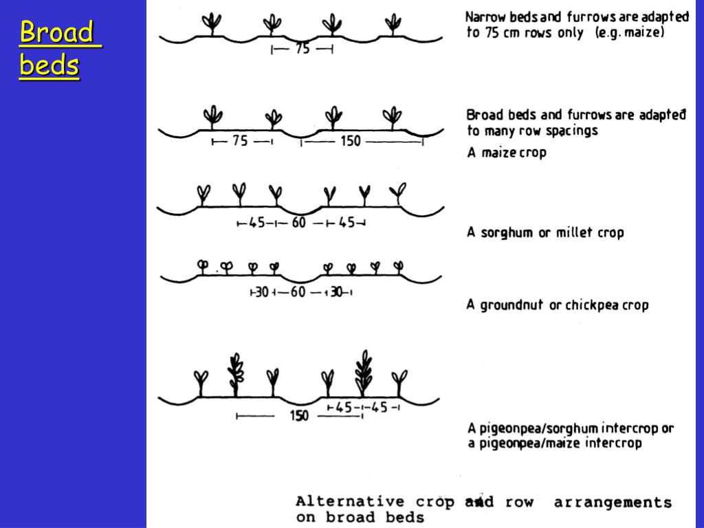 PPT CONTOUR RIDGES and NARROW & BROAD BASED TERRACES Ridge & furrow