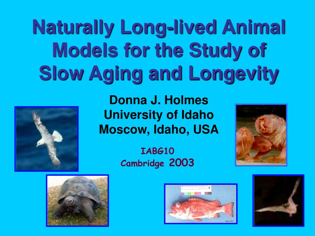 PPT Naturally Longlived Animal Models for the Study of Slow Aging